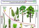 Краткая характеристика некоторых отделов высших растений Что такое гаметофит и спорофит в биологии